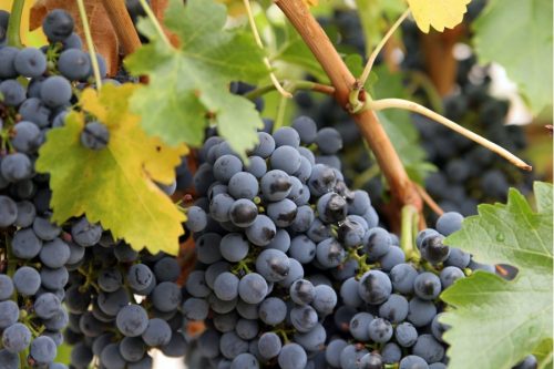 Выращивание винограда в Подмосковье - Саженцы и черенки винограда изПодмосковья
