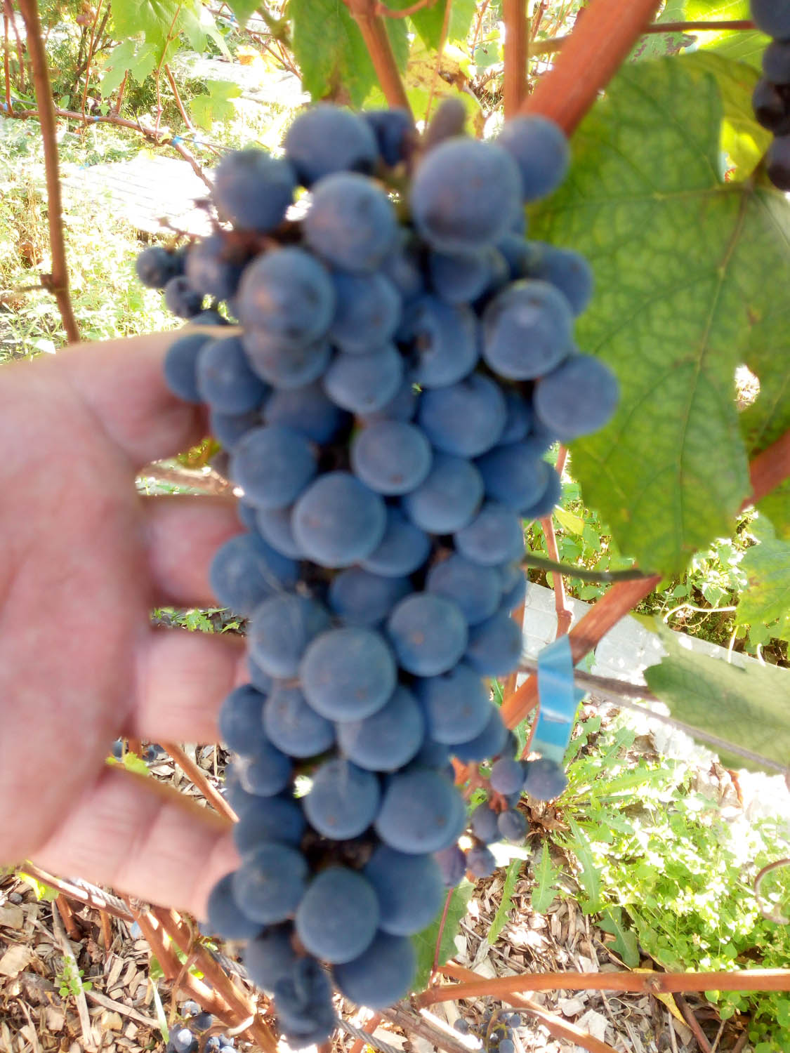 виноград сорта башкирский ранний описание сорта