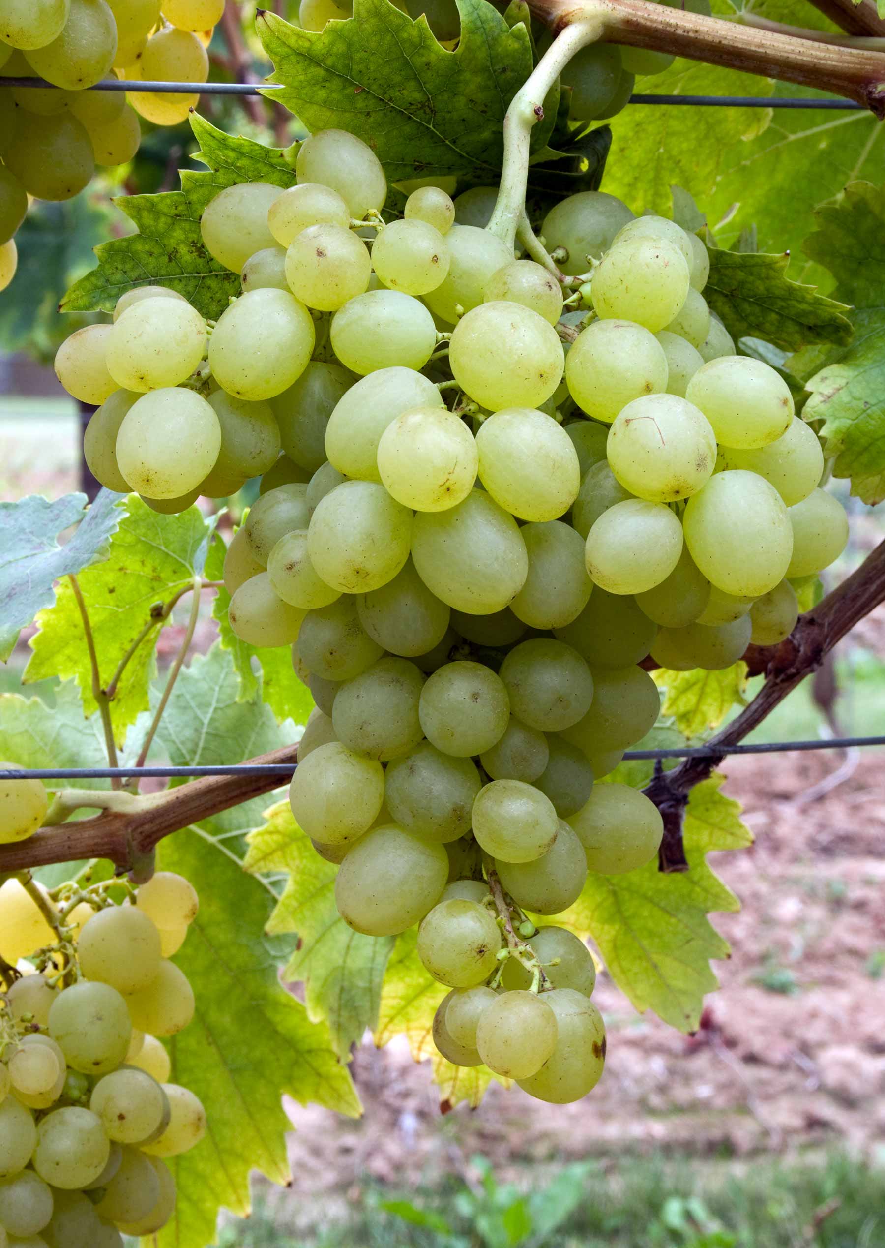 Триумф Белый - Саженцы и черенки винограда из Подмосковья